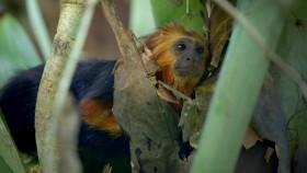Primates S01E02 720p HDTV x264-FTP [eztv]
