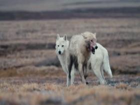 Kingdom of the White Wolf S01E03 The Last Hunt 480p x264-mSD [eztv]