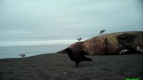 Monster Encounters S01E01 Mega Bear REAL 720p WEB x264-CAFFEiNE [eztv]