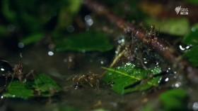 Brazil A Natural History S01E05 iNTERNAL 720p HDTV x264-CBFM [eztv]