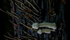 Hostile Planet S01E04 Jungles 720p WEBRip x264-CAFFEiNE [eztv]