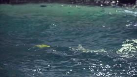 Mega Machines-Sea Giants S02E04 Dynamos of the Deep 1080p HEVC x265-MeGusta [eztv]