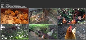 Udemy - Raising Chickens in your Backyard - a sustainable food source