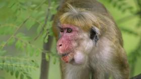 Monkey Island S01E01 A Mothers Tale 720p WEB h264-CAFFEiNE [eztv]