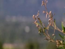 Couples Who Kill S05E09 Rebels with a Deadly Cause 480p x264-mSD [eztv]