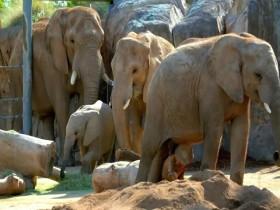 Baby Animals S02E02 Herd Mentality 480p x264-mSD [eztv]