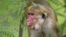 Monkey Island S01E01 A Mothers Tale WEB h264-CAFFEiNE [eztv]