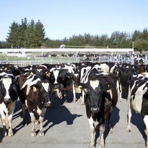 The Changing Face of the Dairy 2020 (New Zealand) 540p HDTV x264-NZ