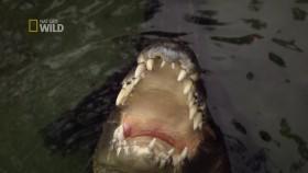 Borneos Secret Kingdom S01E01 720p HDTV x264-CBFM [eztv]