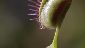 Attack and Defend S01E03 Insect Eaters WEB h264-CAFFEiNE [eztv]