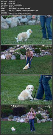 Udemy - The Ultimate Dog Obedience Training Course