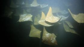 When Sharks Attack S06E03 10 Minutes of Terror WEB h264-CAFFEiNE [eztv]