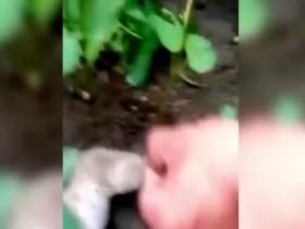 Strange Evidence S04E03 When Bigfoot Attacks 480p x264-mSD [eztv]