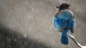 [ FreeCourseWeb ] KelbyOne - Photographing Wildlife in Winter