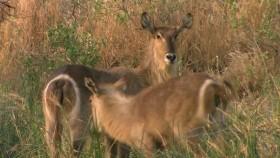 Predator Land S01E01 The Big Hunt 720p WEBRip x264-CAFFEiNE [eztv]