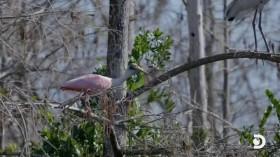 Guardians of the Glades S01E01 Land of Monsters HDTV x264-CRiMSON [eztv]