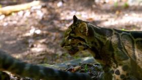 Baby Animals S02E01 Surrogate Families 720p WEB h264-CAFFEiNE [eztv]