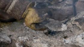 Alone The Beast S01E03 Burnt Out 720p AMZN WEB-DL DDP5 1 H 264-NTb [eztv]