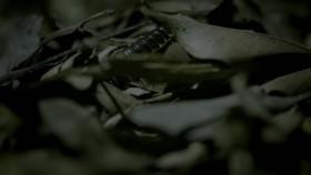 Into the Wild Colombia S01E04 Finding A Family 720p WEB h264-CAFFEiNE [eztv]