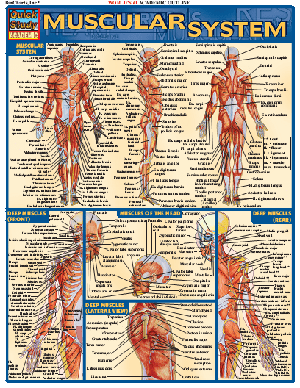 [ DevCourseWeb ] Muscular System (Quick Study Academic)