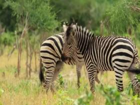 Africas Wild Side S01E01 Battle of the Sexes 480p x264-mSD [eztv]