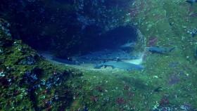 Great Blue Wild S01E01 Socorro 720p WEB h264-CAFFEiNE [eztv]