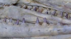 Underground Marvels S01E06 Worlds Biggest Labyrinth WEBRip x264-CAFFEiNE [eztv]