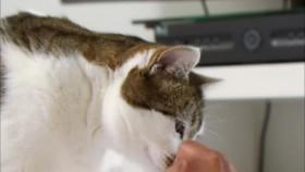 My Cat From Hell S04E13 Buddha Bullies Hector WEB x264-GIMINI [eztv]