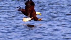 Attack and Defend S01E02 Sky Hunters WEB h264-CAFFEiNE [eztv]