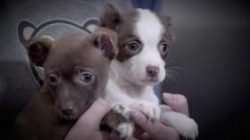 Amanda to the Rescue S02E05 One-Eyed Rottweiler WEBRip x264-CAFFEiNE [eztv]