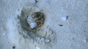 Fish School 2 (2019) [WEBRip] [1080p] [YTS] [YIFY]