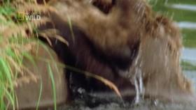 Baby Animals In The Wild S01E01 Forest Babies 720p HDTV x264-CBFM [eztv]