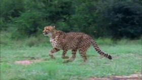 Attack and Defend S01E01 African Apex Predators 720p WEB h264-CAFFEiNE [eztv]