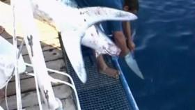 When Sharks Attack S06E04 Red Terror WEB h264-CAFFEiNE [eztv]