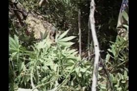 Murder Mountain S01E02 WEB x264-STRiFE [eztv]