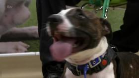 Paul O Grady For the Love of Dogs What Happened Next S01E03 HDTV x264-LiNKLE [eztv]