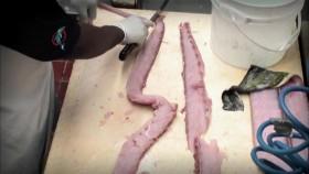 Mystery Diners S03E04 Catch Of The Day WEB x264-GIMINI [eztv]