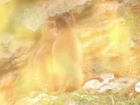 Baby Animals S02E05 Offbeat Adaptations 480p x264-mSD [eztv]