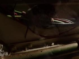 Wild Metropolis S01E03 Survivors INTERNAL 480p x264-mSD [eztv]