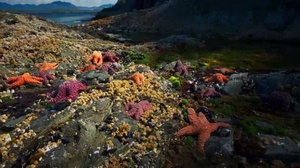 Blue Planet II S01E06 Coasts 1080p AMZN WEBRip DDP5 1 x264 NTb rarbg