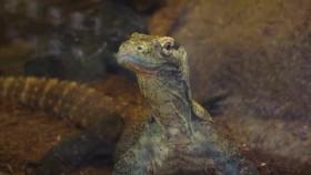 Secrets of the Zoo-Tampa S02E02 Hatch Me if You Can XviD-AFG [eztv]