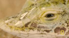 Hostile Planet S01E05 Deserts HDTV x264-CRiMSON [eztv]