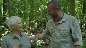 Judi Denchs Wild Borneo Adventure S01E01 HDTV x264-PLUTONiUM [eztv]