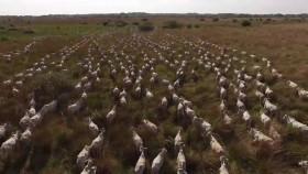 Brazil Untamed S01E02 Bird Paradise WEB h264-CAFFEiNE [eztv]