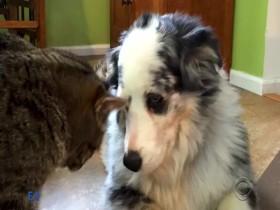 Lucky Dog S07E01 Panda 480p x264-mSD [eztv]