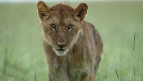 Dynasties UK S01E03 720p HDTV x264-QPEL [eztv]