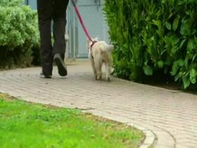 The Dog House S01E01 480p x264-mSD [eztv]