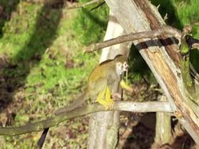 Baby Animals S02E06 Primate Families 480p x264-mSD [eztv]