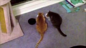 My Cat From Hell S04E11 My Cat Ruined My Wedding WEB x264-GIMINI [eztv]