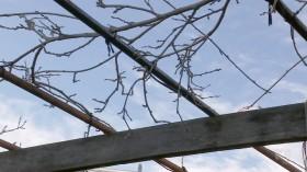 Gardening Australia S31E21 HDTV x264-PLUTONiUM [eztv]